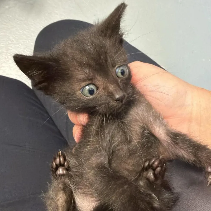 A baby small-sized male Black Domestic Short Hair cat named Mako for adoption in Rocky Mount, VA