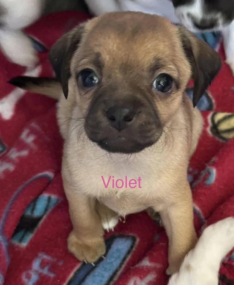 A baby small-sized female Chihuahua dog named Violet for adoption in Las Vegas, NV