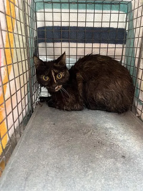 An adult small-sized female Domestic Short Hair cat named Jazzy for adoption in Palmetto, FL