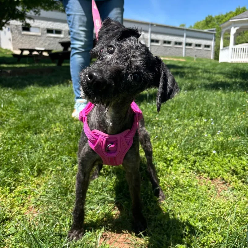 A senior small-sized female Black Mixed Breed dog named Coco for adoption in York, PA