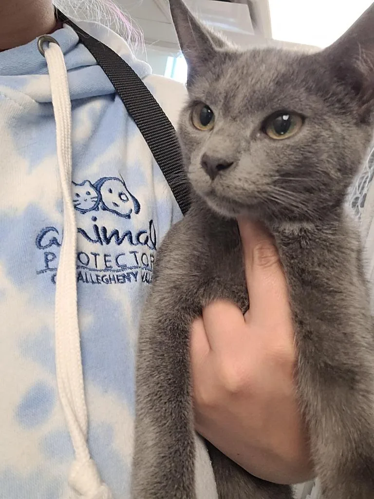 A baby medium-sized female Domestic Short Hair cat named Mabel for adoption in New Kensington, PA