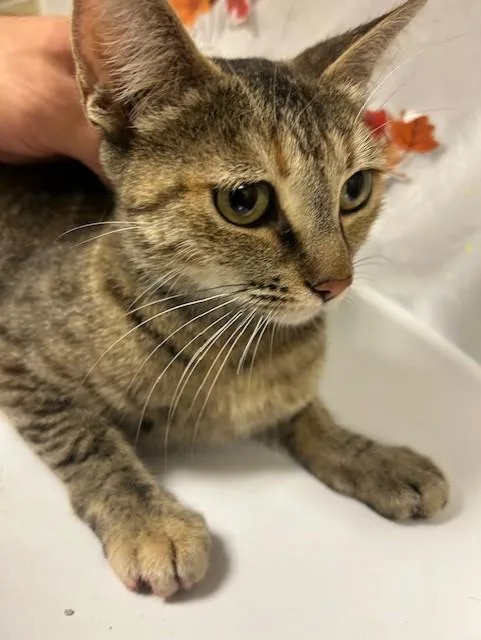 A young small-sized female Domestic Short Hair cat named Aurora for adoption in Riverside, CA