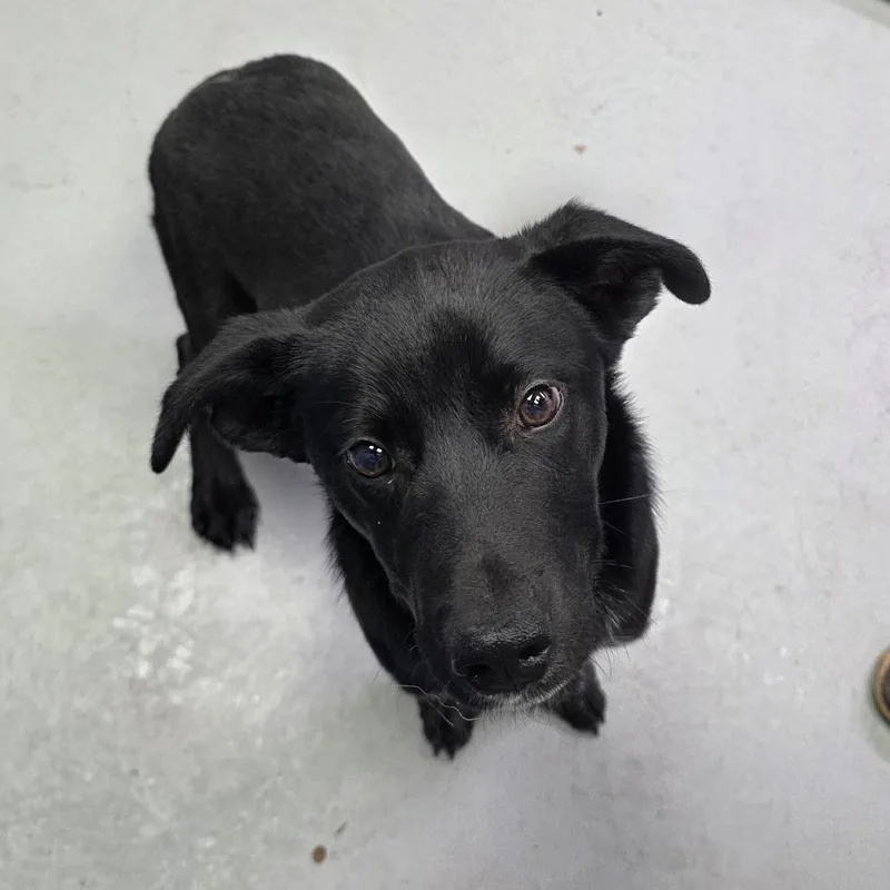 A young small-sized male Black Australian Cattle Dog / Blue Heeler dog named Bob for adoption in Duncan, OK