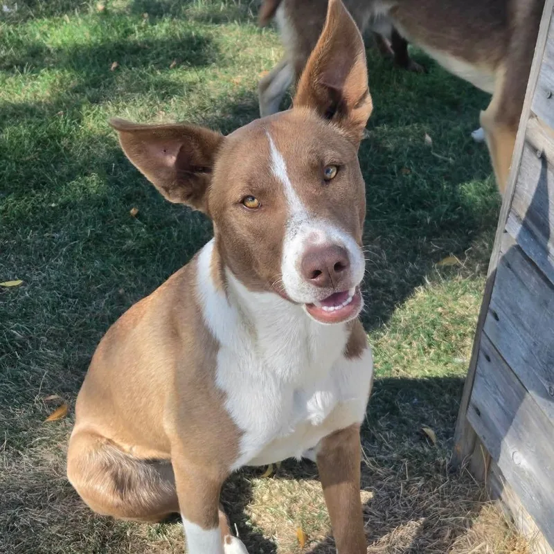 A young medium-sized female Brown / Chocolate Husky dog named Salem for adoption in Tacoma, WA