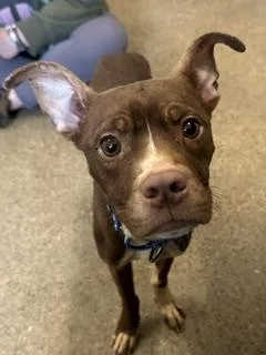 A baby medium-sized male Pit Bull Terrier dog named Jason for adoption in Cleveland, OH