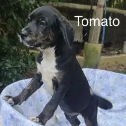A baby medium-sized female Black Plott Hound dog named Tomato for adoption in Albany, NY