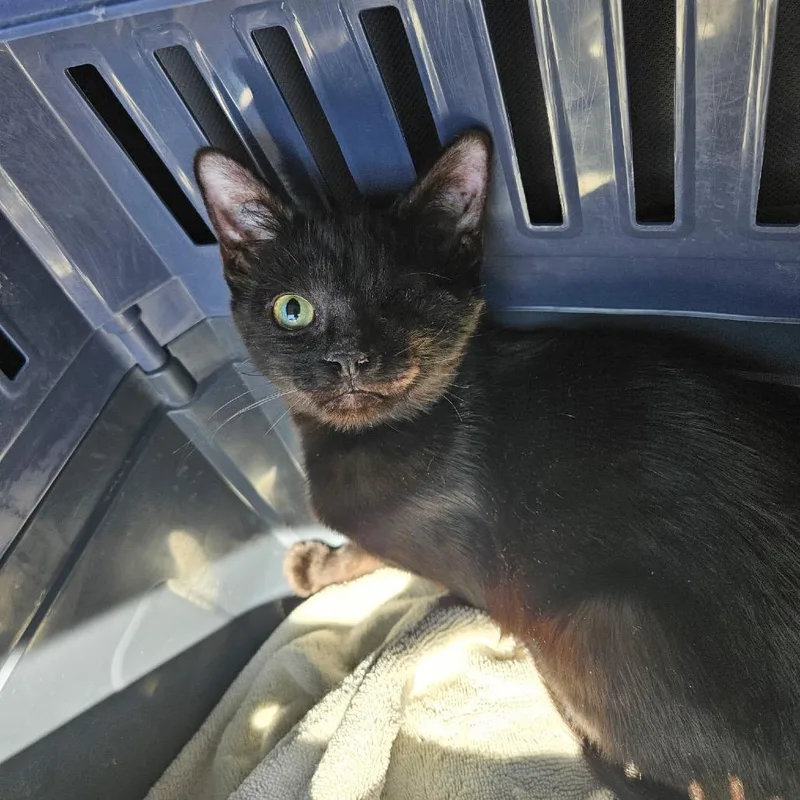 A baby small-sized male Black Domestic Short Hair cat named Bing for adoption in Las Vegas, NV