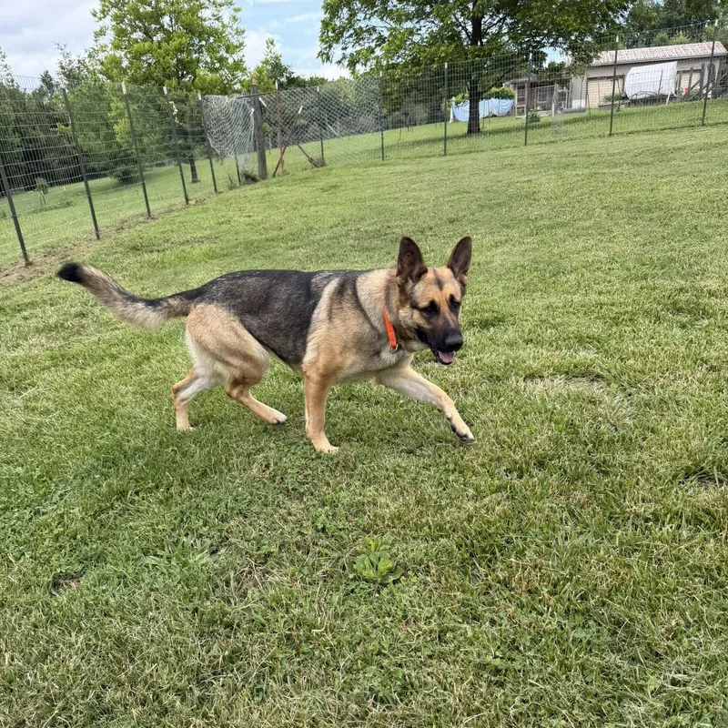 A young large-sized female Yellow / Tan / Blond / Fawn German Shepherd Dog dog named Ivy for adoption in Greeneville, TN