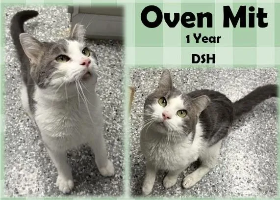An adult medium-sized male Gray & White Domestic Short Hair cat named Oven Mit for adoption in Franklin, IN