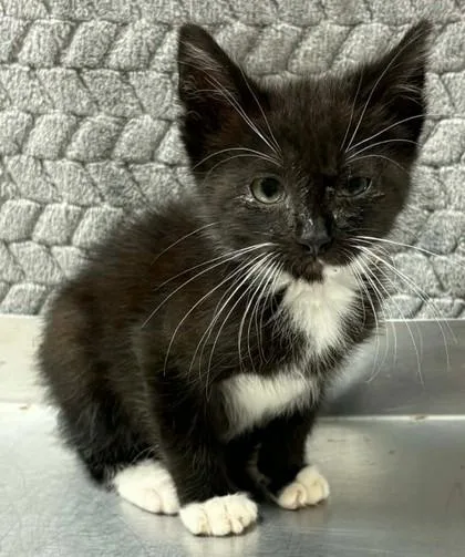 A baby small-sized male Domestic Short Hair cat named Kevin for adoption in Lampasas, TX