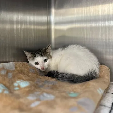A baby small-sized female White Domestic Short Hair cat named Pickles for adoption in Indianapolis, IN