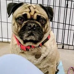 A young small-sized male Yellow / Tan / Blond / Fawn Pug dog named Gunner for adoption in Green Valley, AZ