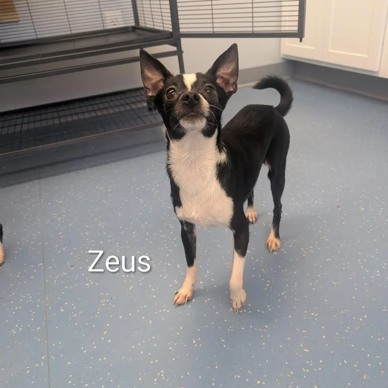 Zeus