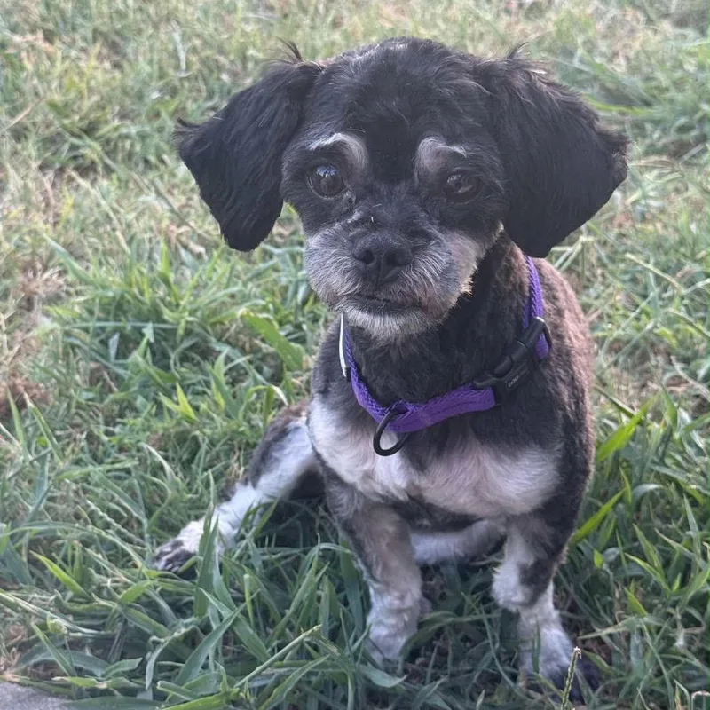 An adult small-sized male Gray / Blue / Silver Shih Tzu dog named Goto for adoption in Oxford, ME