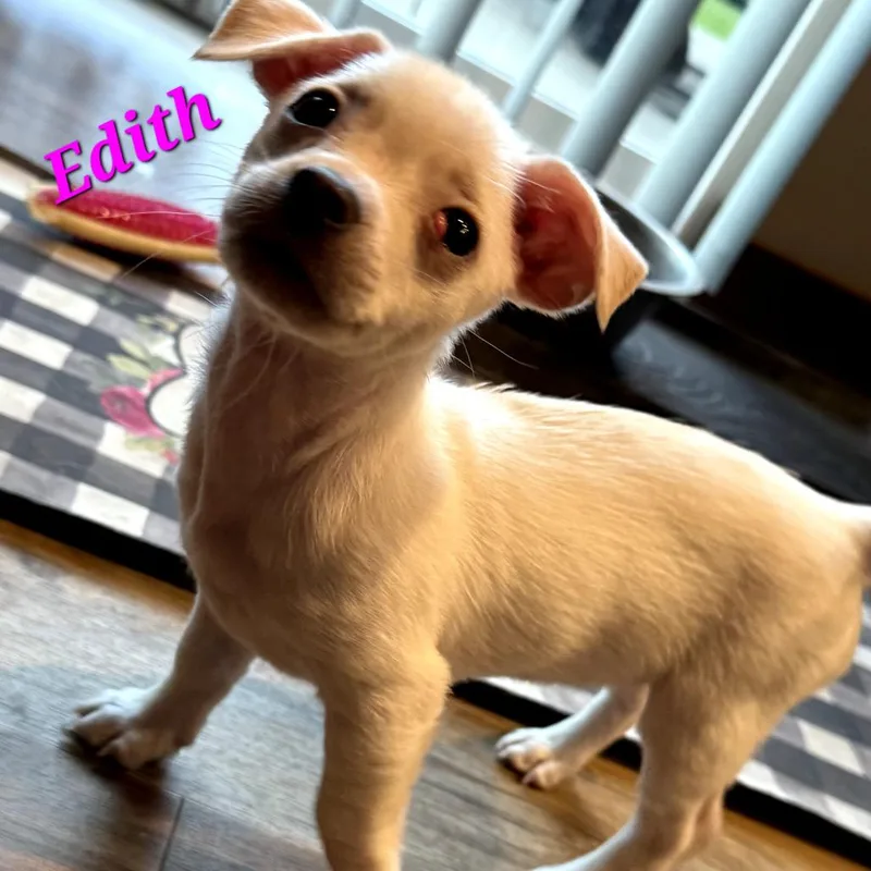 A baby small-sized female White / Cream Chihuahua dog named Edith for adoption in Monticello, IA