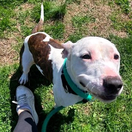 An adult medium-sized male White / Cream Mixed Breed dog named Harlem for adoption in Philadelphia, PA