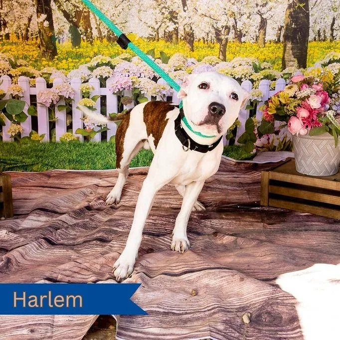 Harlem thumbnail 4