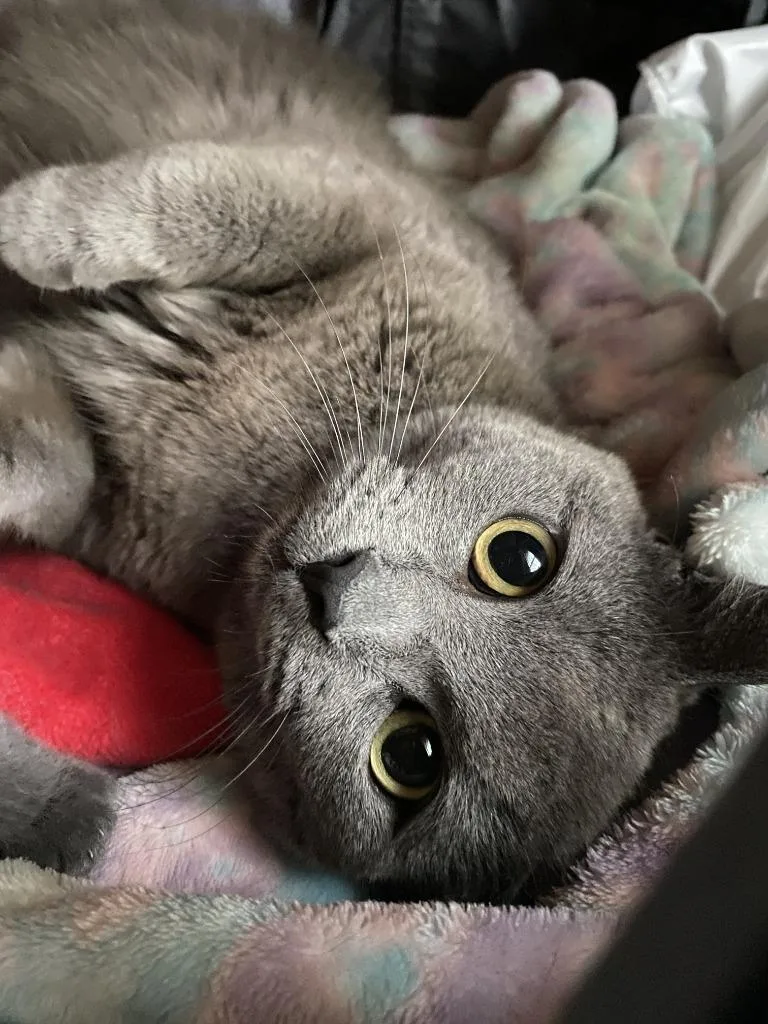 A young medium-sized female Domestic Short Hair cat named Ember for adoption in Pomona, NY