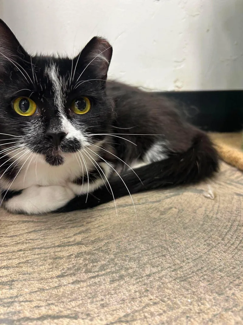 An adult medium-sized female Black & White / Tuxedo Domestic Short Hair cat named Fia for adoption in Roosevelt, UT