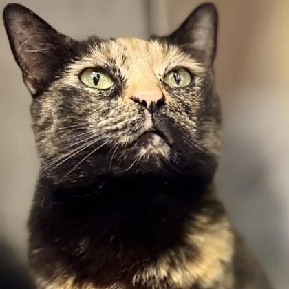 An adult small-sized female Black Domestic Short Hair cat named June Bug for adoption in Atlanta, GA