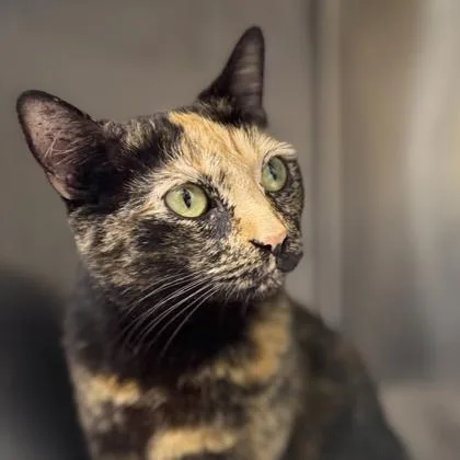 June Bug thumbnail 2