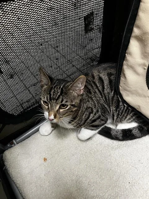 A baby medium-sized male Domestic Medium Hair cat named Echo for adoption in Dallas, TX