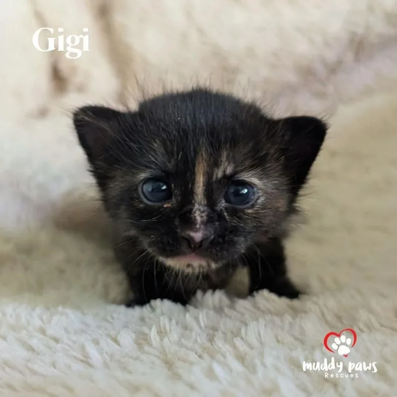 Gigi