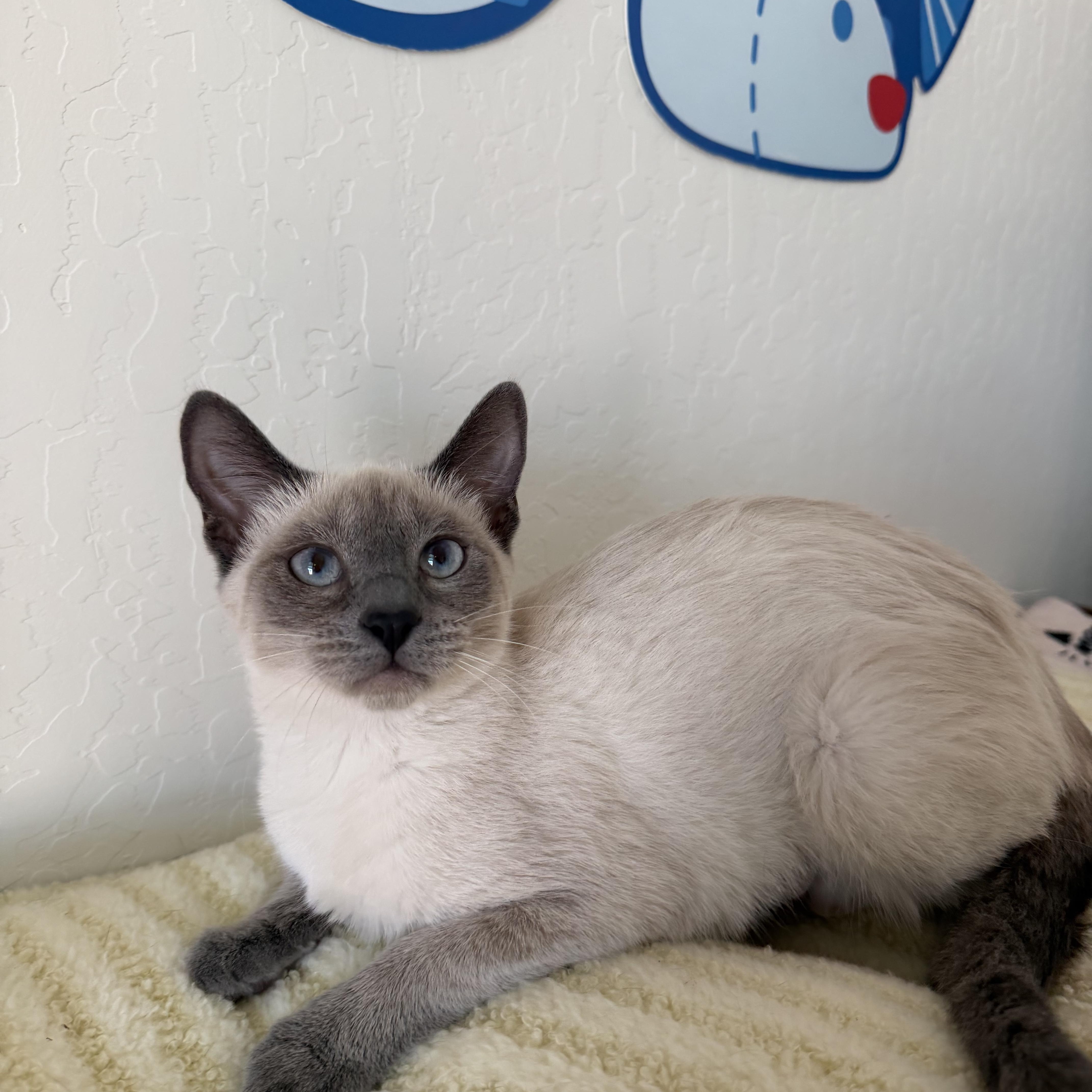 A baby medium-sized female Siamese cat named Foxy for adoption in Fresno, CA