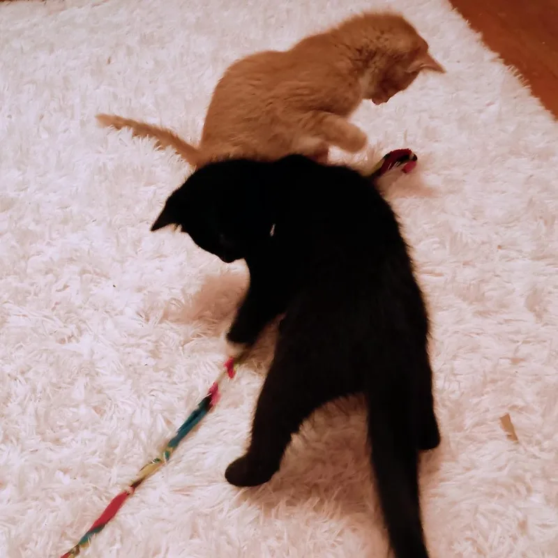 A baby small-sized male Black Domestic Short Hair cat named Miles for adoption in Pittsburgh, PA