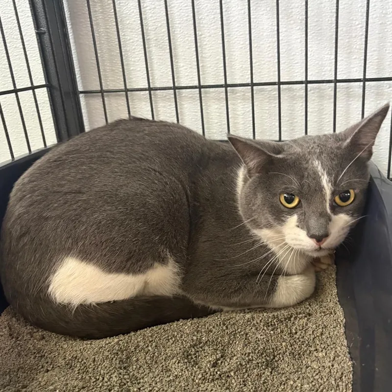 An adult medium-sized male Domestic Short Hair cat named Grimm for adoption in Crookston, MN