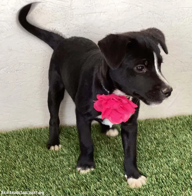 A baby medium-sized female Black Border Collie dog named Rose for adoption in San Diego, CA