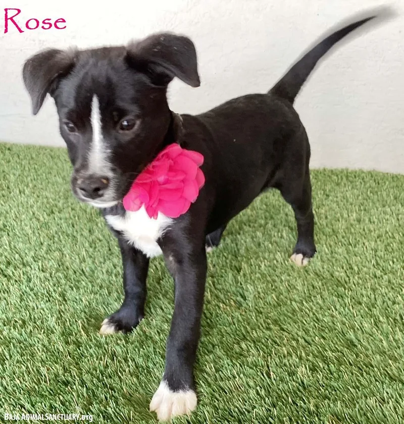 Rose thumbnail 3