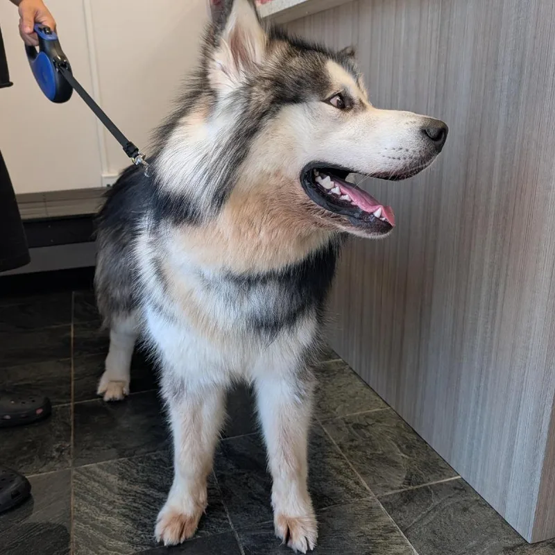 A young large-sized male Black Alaskan Malamute dog named Luca for adoption in Clearwater, FL