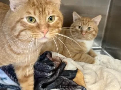 Tonkatsu Curry thumbnail 2