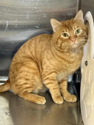 Tonkatsu Curry thumbnail 3