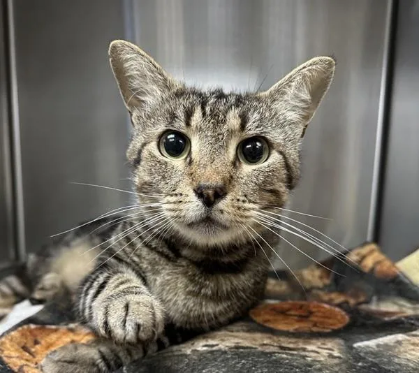 An adult medium-sized male Domestic Short Hair cat named Dali for adoption in Escondido, CA
