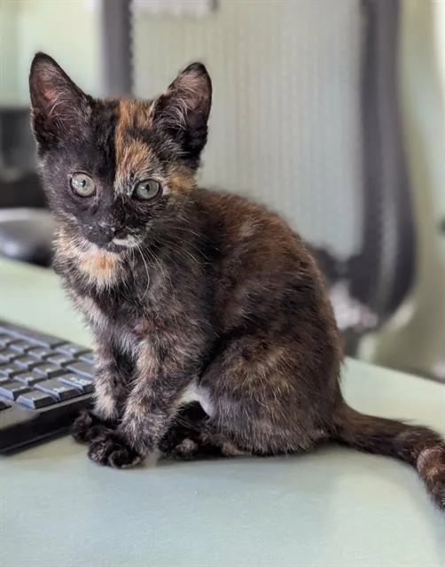 A baby medium-sized female Domestic Short Hair cat named Pheobe for adoption in Kent, WA