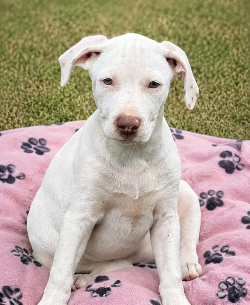 A baby medium-sized female White / Cream Pit Bull Terrier dog named Kim for adoption in eufaula, AL