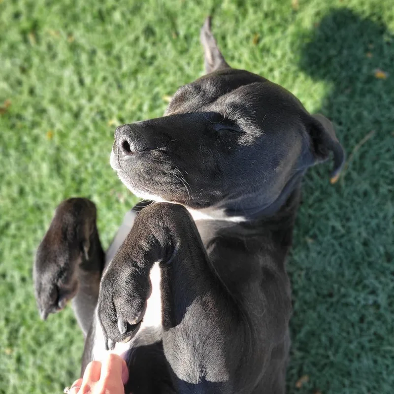 An adult medium-sized female Black Pit Bull Terrier dog named Diamond for adoption in Abilene, TX