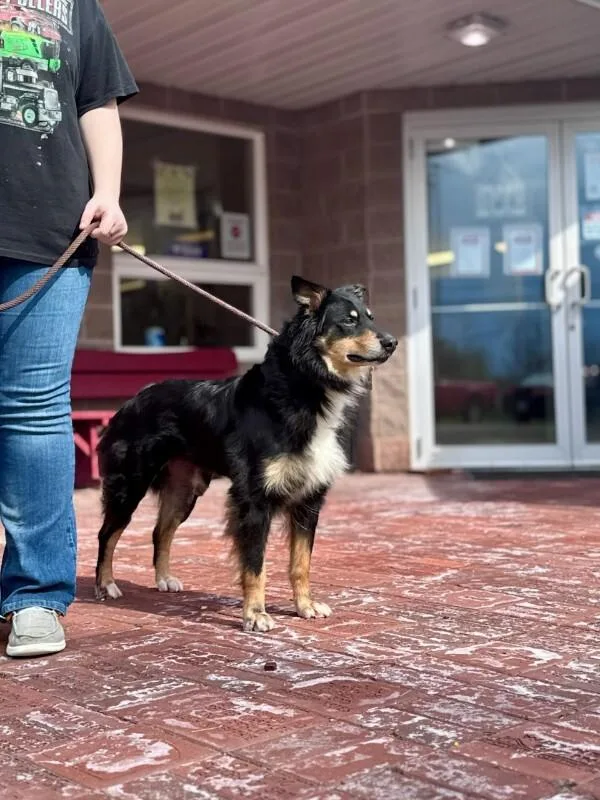 An adult medium-sized female Black Australian Shepherd dog named Briley for adoption in Wooster, OH