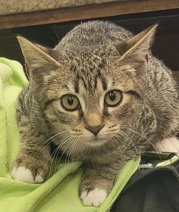 A baby medium-sized male Domestic Short Hair cat named Delta for adoption in Canton, GA