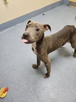 A young medium-sized female Gray / Blue / Silver Pit Bull Terrier dog named Tiana for adoption in Suffolk, VA