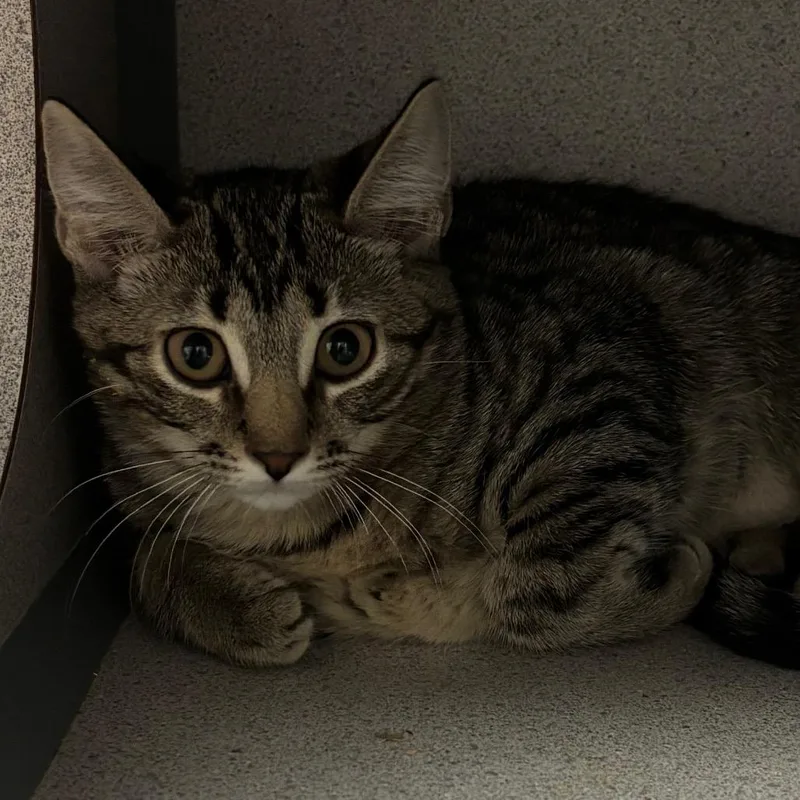 A baby small-sized female Brown / Chocolate Domestic Short Hair cat named Trixie for adoption in Port Charlotte, FL