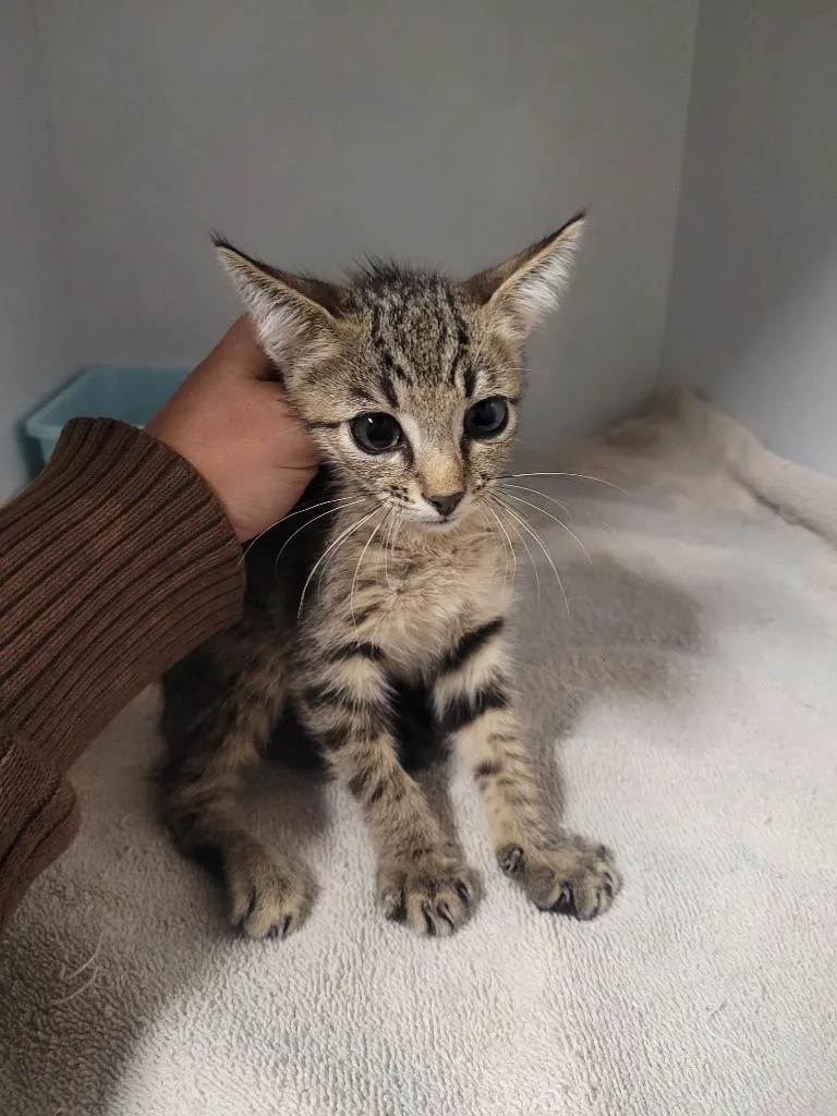A baby small-sized male Domestic Short Hair cat named Lego for adoption in Huntsville, TX