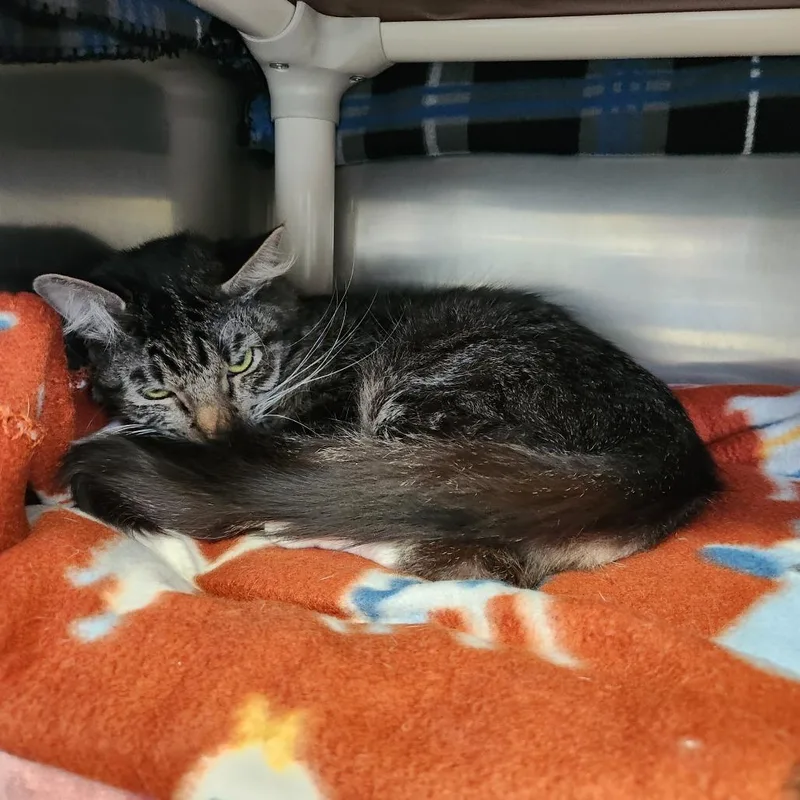 An adult medium-sized female Brown / Chocolate Domestic Short Hair cat named Pickles for adoption in Brockton, MA