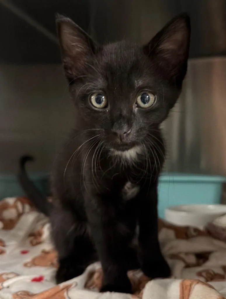 A baby small-sized male Domestic Short Hair cat named Lyft for adoption in Ocala, FL