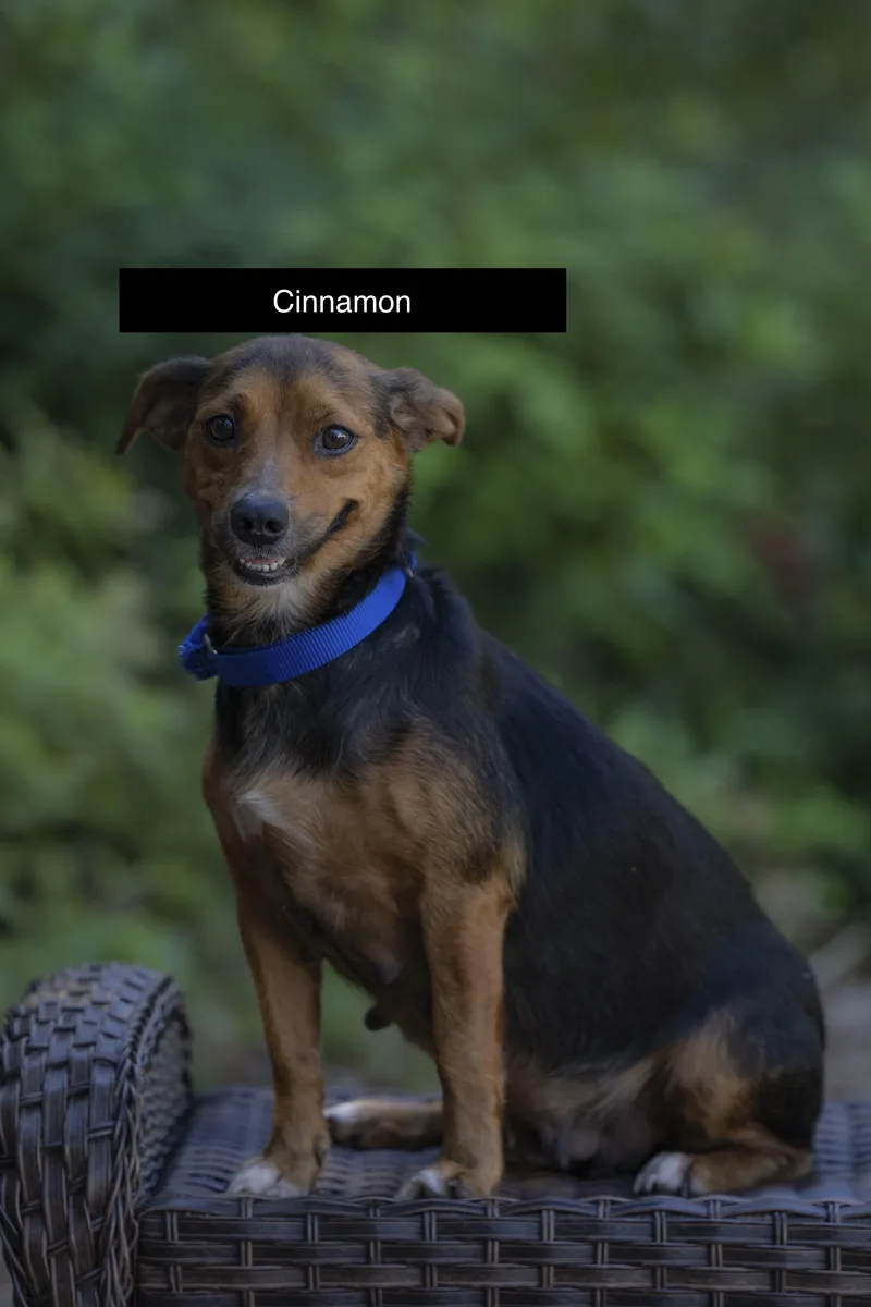 An adult small-sized female Brown / Chocolate Jack Russell Terrier dog named Cinnamon for adoption in Pawleys Island, SC