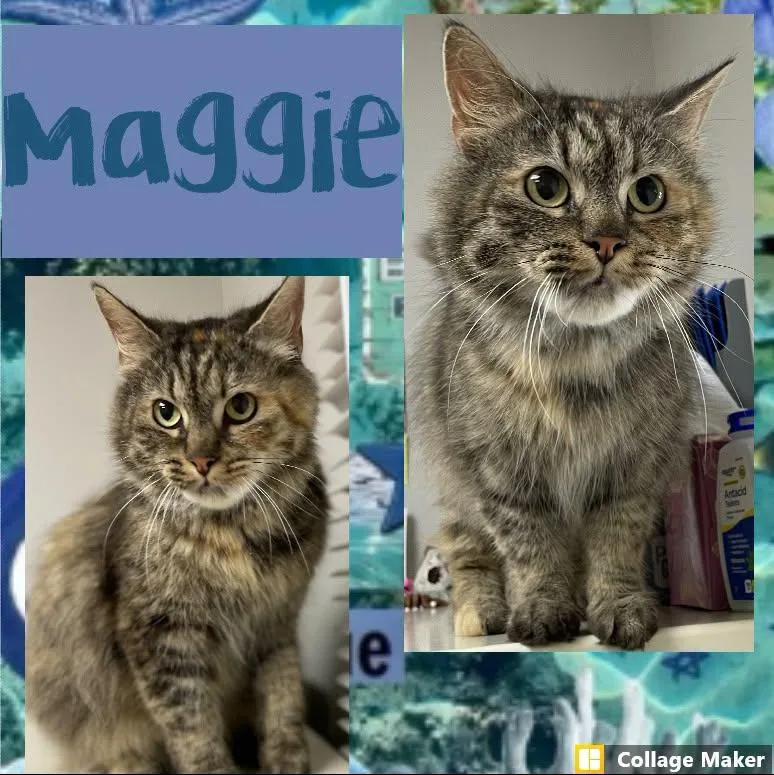 An adult medium-sized female Domestic Medium Hair cat named Maggie for adoption in Clearfield, PA