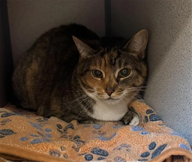 An adult small-sized female Domestic Short Hair cat named Sophia for adoption in Aliquippa, PA