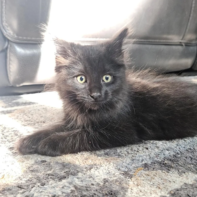 A baby medium-sized male Black Domestic Long Hair cat named Dopey for adoption in Washington, MI